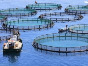 Aquaculture sector